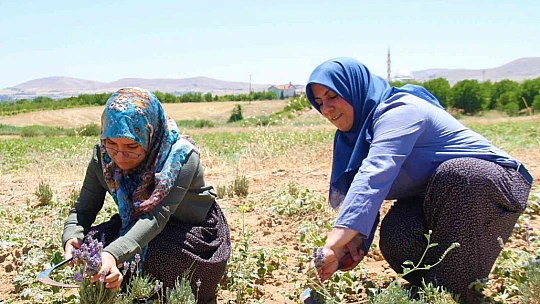 Gelin ve görümce sırt sırta verdi, ektikleri lavanta bahçesinden ilk hasat alındı