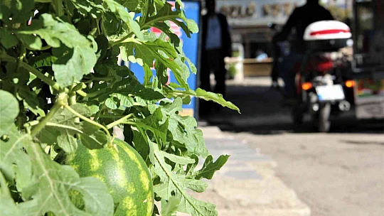 Görenler bir daha baktı, betonların arasında nasıl yetiştiğine anlam veremediler