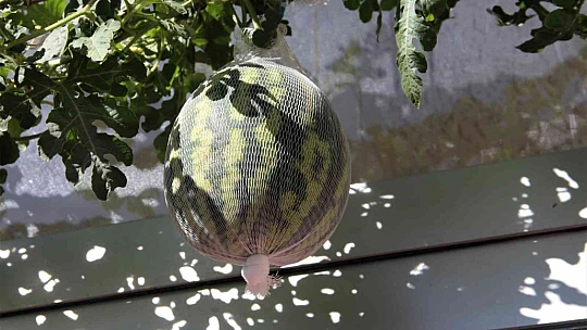 Görenler bir daha baktı, betonların arasında nasıl yetiştiğine anlam veremediler