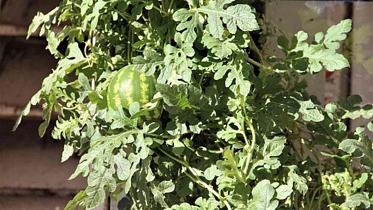 Görenler bir daha baktı, betonların arasında nasıl yetiştiğine anlam veremediler