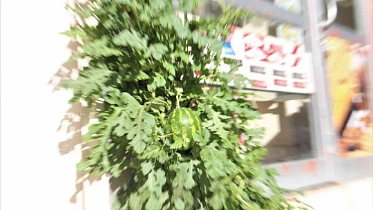 Görenler bir daha baktı, betonların arasında nasıl yetiştiğine anlam veremediler