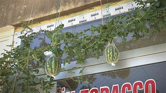 Görenler bir daha baktı, betonların arasında nasıl yetiştiğine anlam veremediler