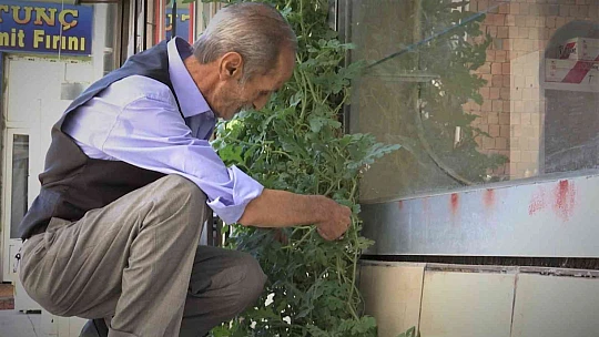 Görenler bir daha baktı, betonların arasında nasıl yetiştiğine anlam veremediler