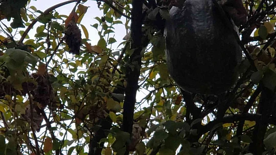 Görenler gözlerine inanamadı, 10 kiloluk kabak ağaçta yetişti