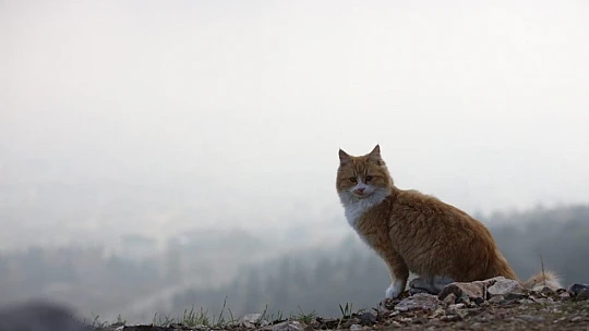 Harput'ta sis bulutlarının görsel şöleni