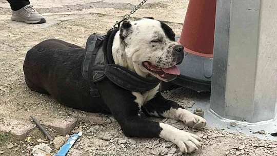 HAYDİ'den pitbull operasyonu, cezalar peş peşe geldi