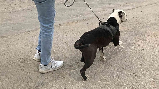 HAYDİ'den pitbull operasyonu, cezalar peş peşe geldi
