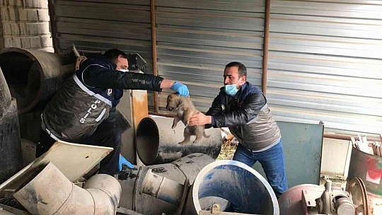 HAYDİ ekipleri yaralı anne köpek ve yavruları için seferber oldu