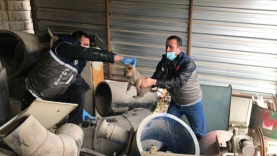 HAYDİ ekipleri yaralı anne köpek ve yavruları için seferber oldu