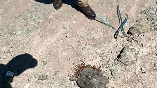 HAYDİ'nin kaplumbağa duyarlılığı