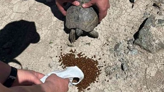 HAYDİ'nin kaplumbağa duyarlılığı