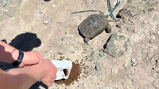 HAYDİ'nin kaplumbağa duyarlılığı