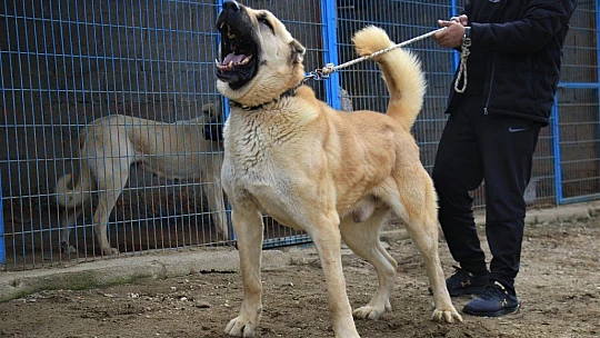 Hobisini işe dönüştüren vatandaş insan boyunda çoban köpekleriyle çiftlik kurdu
