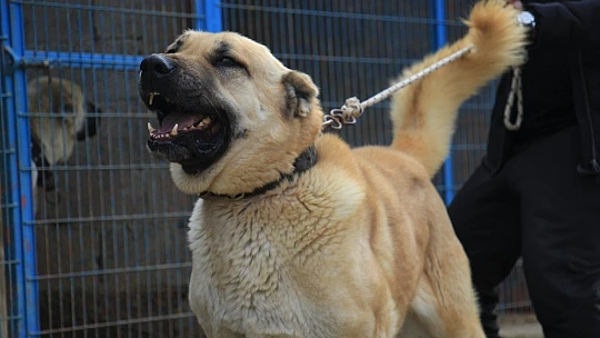 Hobisini işe dönüştüren vatandaş insan boyunda çoban köpekleriyle çiftlik kurdu