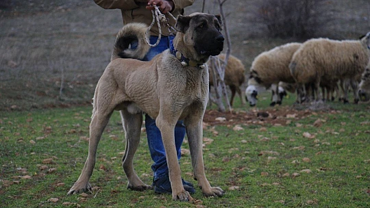 Hobisini işe dönüştüren vatandaş insan boyunda çoban köpekleriyle çiftlik kurdu