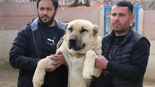 Hobisini işe dönüştüren vatandaş insan boyunda çoban köpekleriyle çiftlik kurdu