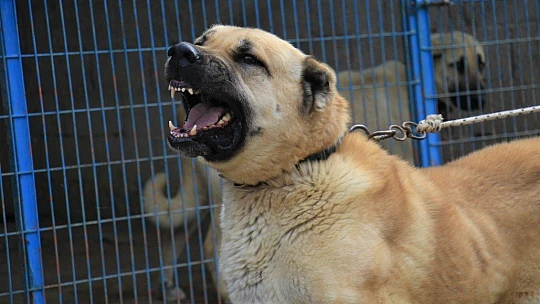 Hobisini işe dönüştüren vatandaş insan boyunda çoban köpekleriyle çiftlik kurdu