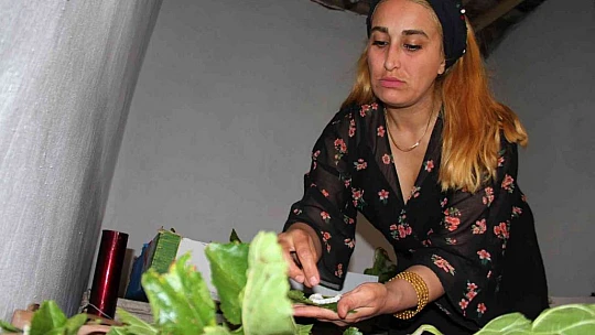 İki kadın arkadaş sırt sırta verdi ipek böcekçiliğine başladı, 45 günde 34 bin lira kazanacaklar