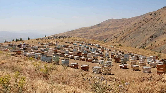 İklim değişikliği florayı etkiledi, arıcılar bu yıl da umduğunu bulamadı