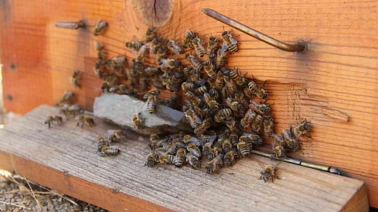 İklim değişikliği florayı etkiledi, arıcılar bu yıl da umduğunu bulamadı