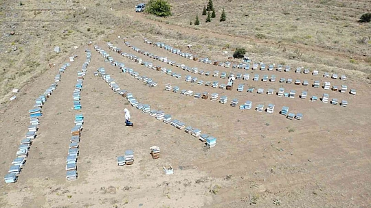 İklim değişikliği florayı etkiledi, arıcılar bu yıl da umduğunu bulamadı