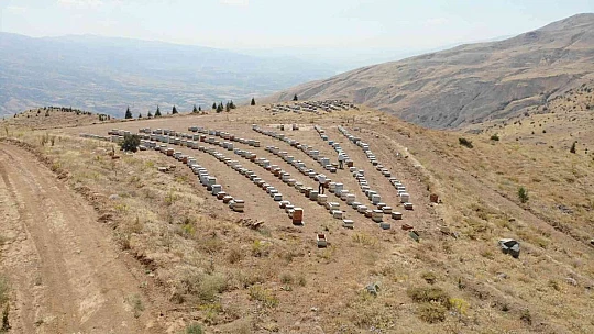 İklim değişikliği florayı etkiledi, arıcılar bu yıl da umduğunu bulamadı