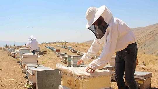 İklim değişikliği florayı etkiledi, arıcılar bu yıl da umduğunu bulamadı