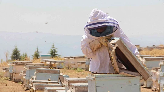 İklim değişikliği florayı etkiledi, arıcılar bu yıl da umduğunu bulamadı