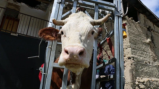 İnekler için manikür pedikür zamanı