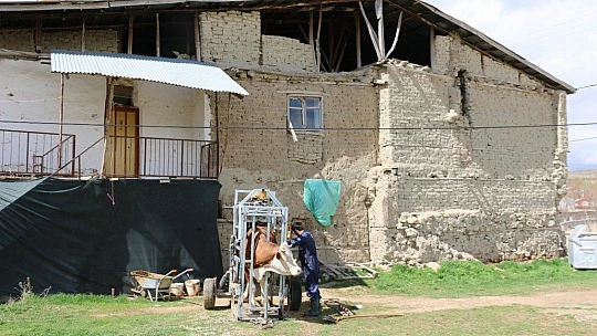 İnekler için manikür pedikür zamanı