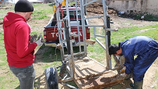 İnekler için manikür pedikür zamanı