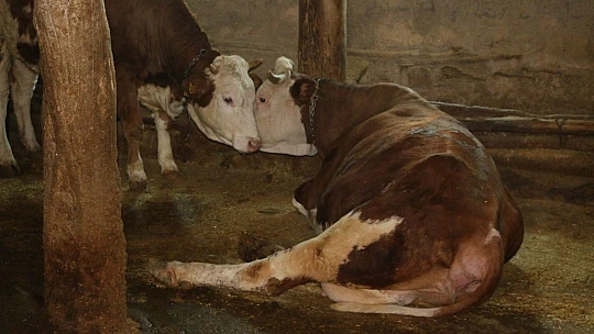 İnekler için manikür pedikür zamanı