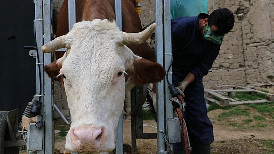 İnekler için manikür pedikür zamanı