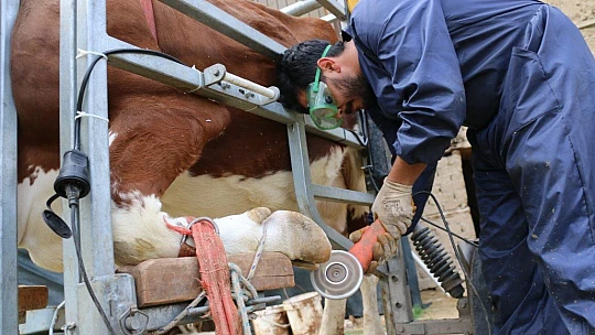 İnekler için manikür pedikür zamanı