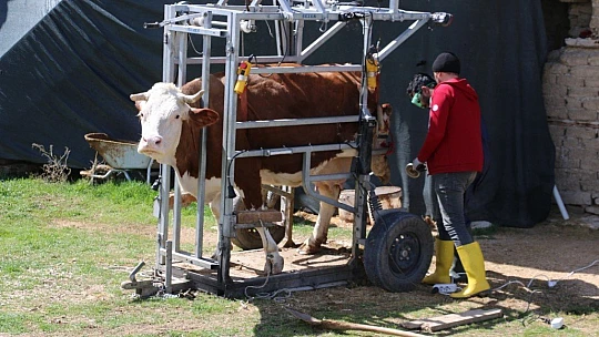 İnekler için manikür pedikür zamanı