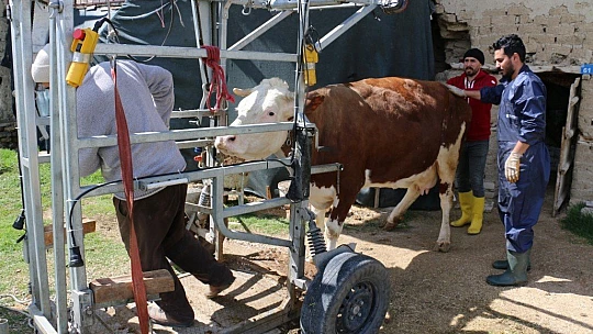 İnekler için manikür pedikür zamanı