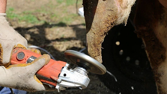 İnekler için manikür pedikür zamanı