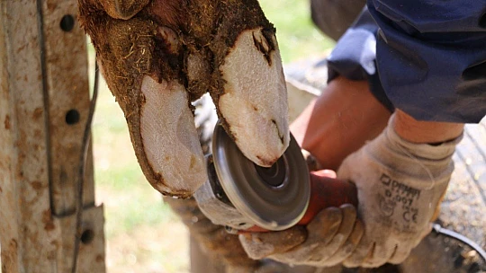 İnekler için manikür pedikür zamanı