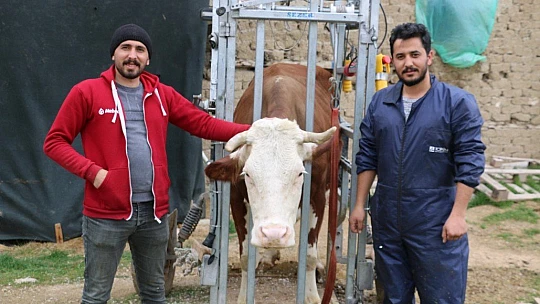 İnekler için manikür pedikür zamanı