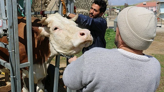 İnekler için manikür pedikür zamanı