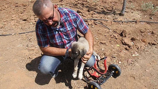 İnsanlık ölmemiş dedirten davranış: Patileri ezilen köpeği yürüteç ile ayağa kaldırdı