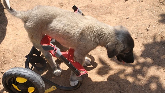 İnsanlık ölmemiş dedirten davranış: Patileri ezilen köpeği yürüteç ile ayağa kaldırdı