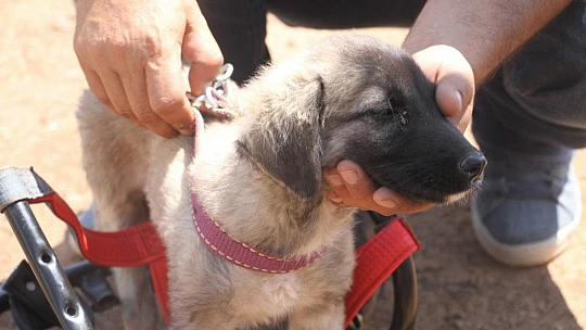 İnsanlık ölmemiş dedirten davranış: Patileri ezilen köpeği yürüteç ile ayağa kaldırdı