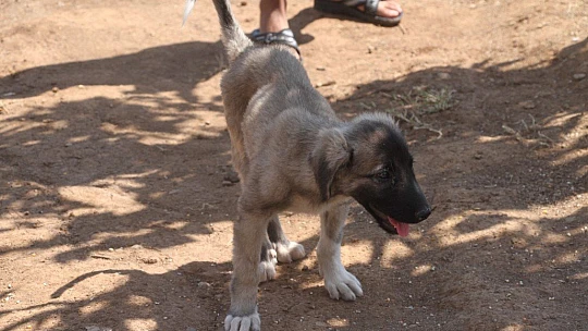 İnsanlık ölmemiş dedirten davranış: Patileri ezilen köpeği yürüteç ile ayağa kaldırdı