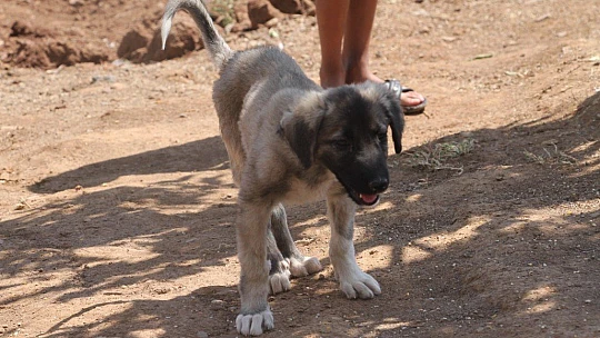 İnsanlık ölmemiş dedirten davranış: Patileri ezilen köpeği yürüteç ile ayağa kaldırdı