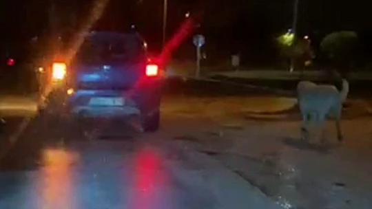 İpe bağlayıp aracın arkasından koşturdukları köpeğe eziyet ettiler