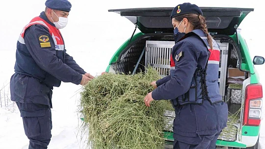JAK ve HAYDİ ekipleri yaban hayatı için seferber oldu