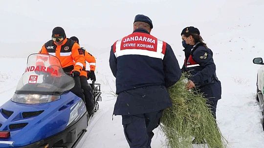 JAK ve HAYDİ ekipleri yaban hayatı için seferber oldu