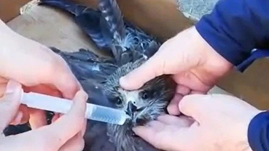 Jandarma bitkin haldeki şahine enjektörle su verip hastaneye ulaştırdı