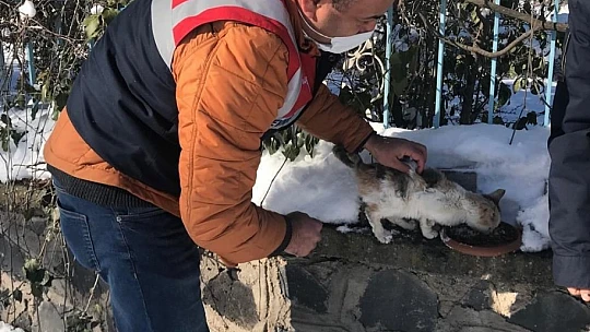 Jandarma ekipleri sokak ve yaban hayvanlarını unutmadı